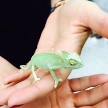 Petco - Baby chameleon! - Pet Stores Near Me - Dublin, California