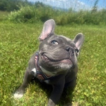 PAW - Progressive Animal Wellness - Rocco Rolo loves his treats from the staff at PAWS, he's a good boy! - Veterinarians Near Me - Avon, Connecticut