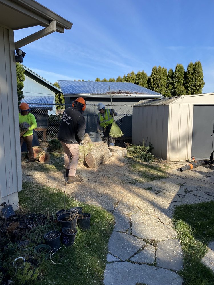 Falcon Tree Experts - tree service in Keizer, OR