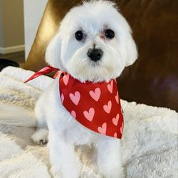 Wagging Tailz Pet Spa & Lounge