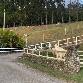 Hacienda Maribo - Grounds around Hacienda Maribo - Argentine Near Me - Adjuntas, Puerto Rico Hacienda Maribo - Grounds around Hacienda Maribo - Argentine Near Me - Adjuntas, Puerto Rico