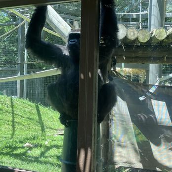Columbus Zoo and Aquarium - Funny gorilla - Zoos Near Me - Powell, Ohio