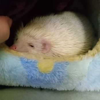 Granite State Hedgehogs - Cleo our albino blonde bombshell she's always sleepy - Pet Stores Near Me - Franklin, New Hampshire Granite State Hedgehogs - Cleo our albino blonde bombshell she's always sleepy - Pet Stores Near Me - Franklin, New Hampshire