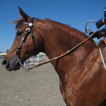 Marin County Fair - horsie! - Festivals Near Me - San Rafael, California Marin County Fair - horsie! - Festivals Near Me - San Rafael, California