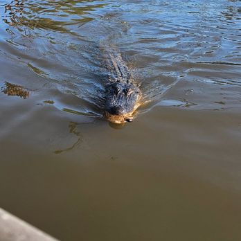 Cajun Encounters Tour Company - Tours Near Me - Slidell, Louisiana