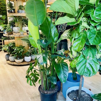 Yuranne - figgy, monsteras. Lillies, palms... - Nurseries & Gardening Near Me - Tampa, Florida Yuranne - figgy, monsteras. Lillies, palms... - Nurseries & Gardening Near Me - Tampa, Florida
