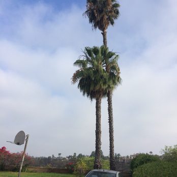 A & M Tree Specialist - Tree Services Near Me - Orange, California A & M Tree Specialist - Tree Services Near Me - Orange, California