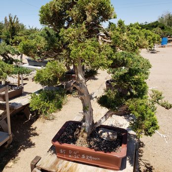 Kims Bonsai Nursery - Nurseries & Gardening Near Me - Phelan, California