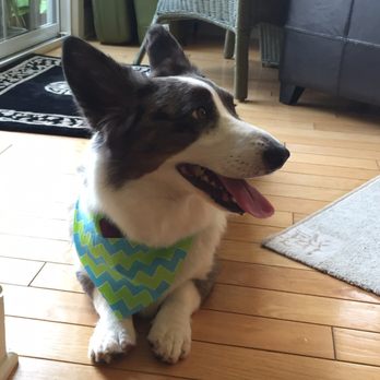 Wagger's Pet Parlor - My boy dog, who doesn't require clipping, came back perfect as well. - Pet Groomers Near Me - Swedesboro, New Jersey Wagger's Pet Parlor - My boy dog, who doesn't require clipping, came back perfect as well. - Pet Groomers Near Me - Swedesboro, New Jersey