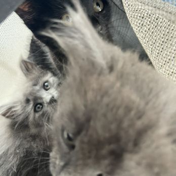 AM PM Ideal Pet Care - Babies got seen by Dr Choi and staff. - Veterinarians Near Me - Norwalk, California