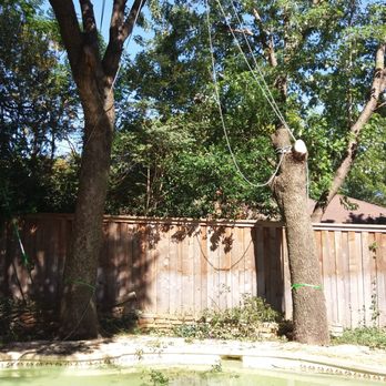 Chippers Tree Service - Large oak trees being removed near a pool and fence. - Tree Services Near Me - Grand Prairie, Texas Chippers Tree Service - Large oak trees being removed near a pool and fence. - Tree Services Near Me - Grand Prairie, Texas