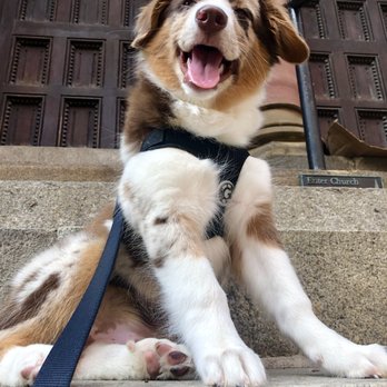 Opportunity Barks Behavior & Training - Puppy - Pet Training Near Me - Philadelphia, Pennsylvania Opportunity Barks Behavior & Training - Puppy - Pet Training Near Me - Philadelphia, Pennsylvania