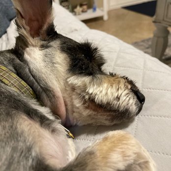 Tails A Waggin - Uneven face trim - Pet Groomers Near Me - Henderson, Nevada Tails A Waggin - Uneven face trim - Pet Groomers Near Me - Henderson, Nevada