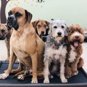 Wags & Ruffs - Pet Boarding Near Me - San Diego, California