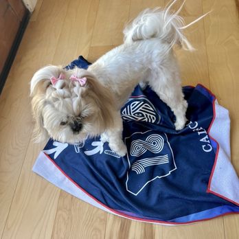 Doggies Divine - Spring hairstyle - Pet Groomers Near Me - San Diego, California
