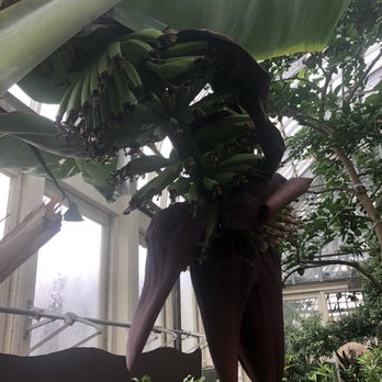 Garfield Park Conservatory - Parks Near Me - Chicago, Illinois