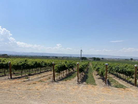 Hat Ranch Winery by null