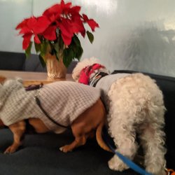 Dog friendly!