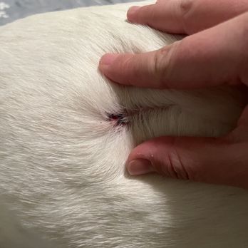 SPOT For Dogs - Small puncture wound on our dog's back after a day at daycare. Staff didn't know anything about it when we asked. - Dog Walkers Near Me - Atlanta, Georgia SPOT For Dogs - Small puncture wound on our dog's back after a day at daycare. Staff didn't know anything about it when we asked. - Dog Walkers Near Me - Atlanta, Georgia