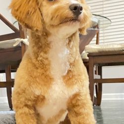 central bark mobile grooming - Dog after grooming