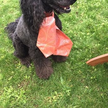 Stylin' Hounds  - Our dog Wolfie feeling very fancy after his grooming at Stylin' Hounds. - Pet Groomers Near Me