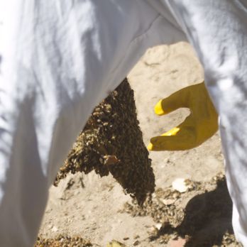 Beecasso Live Bee Removal - Pest Control Near Me - Redondo Beach, California Beecasso Live Bee Removal - Pest Control Near Me - Redondo Beach, California