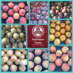 Kashiwase Farms - Kashiwase Farms