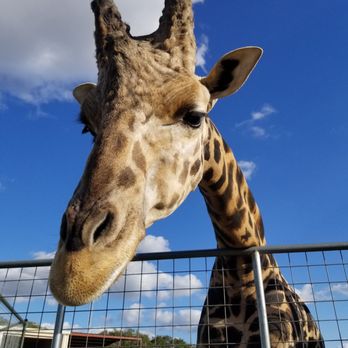 Franklin Drive Thru Safari - Beautiful giraffes! - Petting Zoos Near Me - Franklin, Texas Franklin Drive Thru Safari - Beautiful giraffes! - Petting Zoos Near Me - Franklin, Texas