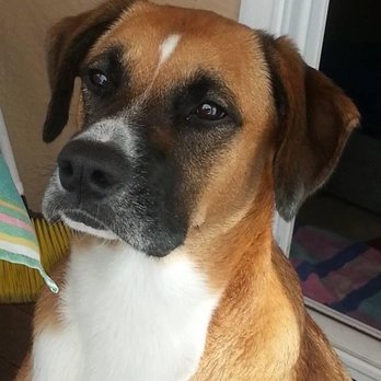 Paws Into Grace - Pet Hospice Near Me