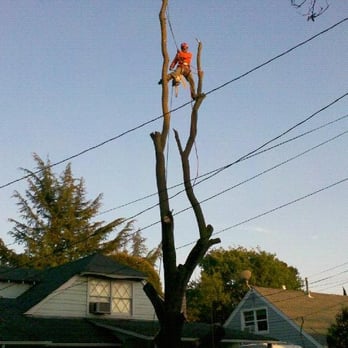 Labat's Tree Care - Tree Removal in Progress - Tree Services Near Me - Martinez, California Labat's Tree Care - Tree Removal in Progress - Tree Services Near Me - Martinez, California