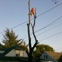 Photo of Labat's Tree Care
