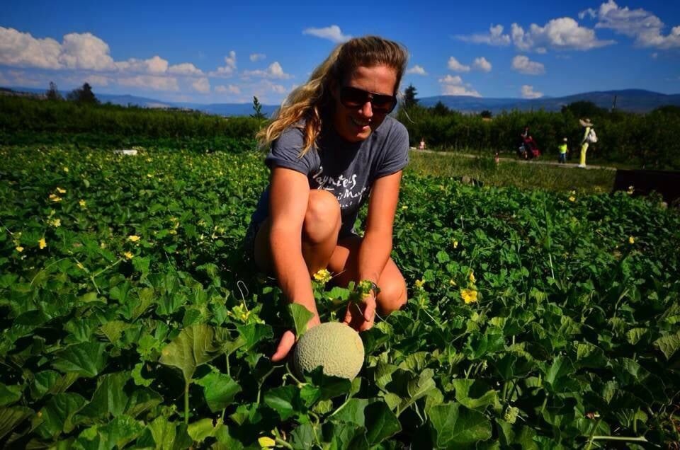 PAYNTER’S FRUIT MARKET Updated May 2024 34 Photos 3687 Paynter