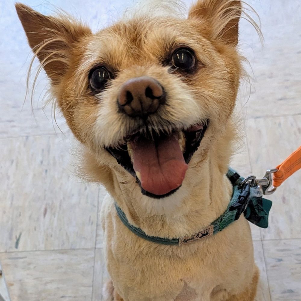 TOP 10 BEST Pets near Martinez, CA - Updated 2026 - Yelp