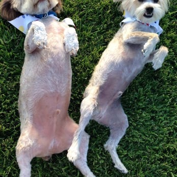 American Pet Resort & Spa - Pet Groomers Near Me - Glendora, California