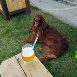a dog with a glass of beer a dog with a glass of beer