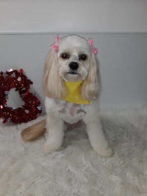 Tonya's Tender Touch Dog Grooming