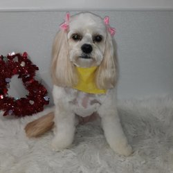 Tonya's Tender Touch Dog Grooming - Sweet sweet