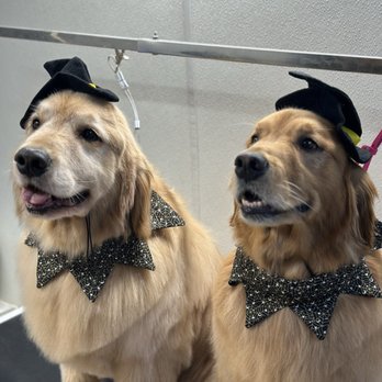 Mobile Dallas Pet Grooming - Pet Groomers Near Me Mobile Dallas Pet Grooming - Pet Groomers Near Me