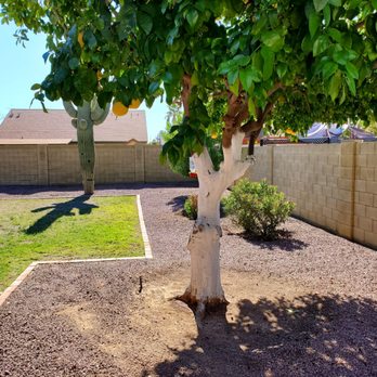 Twilight Tree and Landscape - Landscaping Near Me - Glendale, Arizona