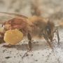 Photo of School House Bees