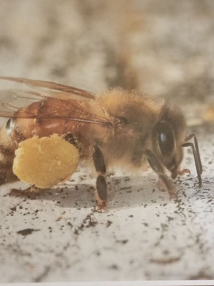 School House Bees - beekeeping in Visalia, KY