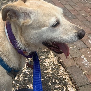 Pet Supplies Plus Medford - Taking a walk in the neighborhood - Pet Stores Near Me - Medford, Massachusetts