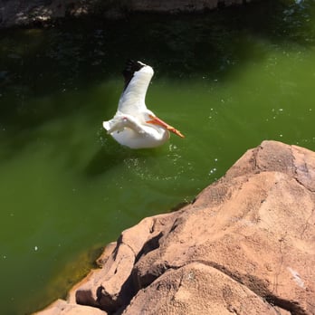 Caldwell Zoo - Pelican at the Caldwell zoo - Zoos Near Me - Tyler, Texas