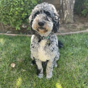 Cosmopawlitan - Pet Groomers Near Me - Simi Valley, California Cosmopawlitan - Pet Groomers Near Me - Simi Valley, California