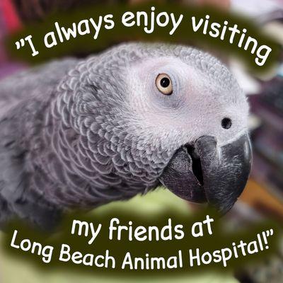 Photo of Long Beach Animal Hospital - Long Beach, CA, US. "I always enjoy visiting my friends at Long Beach Animal Hospital!"