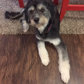 Pet Bath & Beyond - After! - Pet Groomers Near Me - San Antonio, Texas Pet Bath & Beyond - After! - Pet Groomers Near Me - San Antonio, Texas
