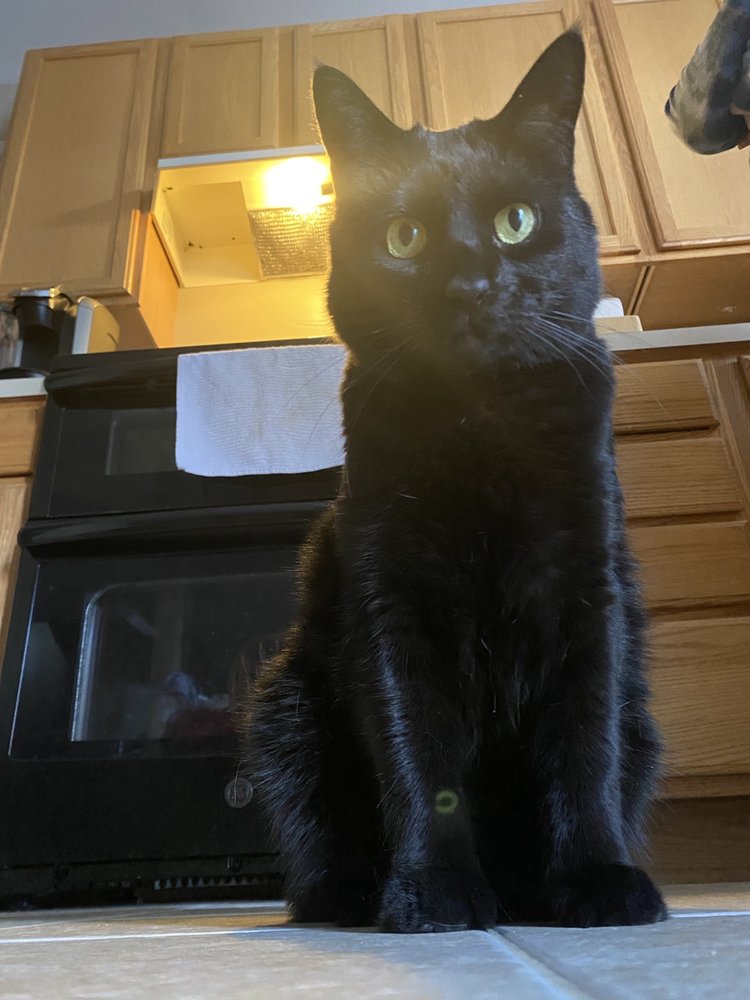 BERKELEY COUNTY HUMANE SOCIETY 29 Photos 554 Charles Town Rd