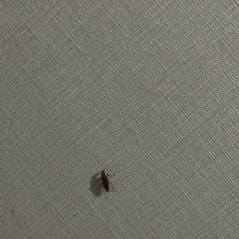 Hilton Long Beach - Cockroach on the wall - Hotels Near Me - Long Beach, California Hilton Long Beach - Cockroach on the wall - Hotels Near Me - Long Beach, California