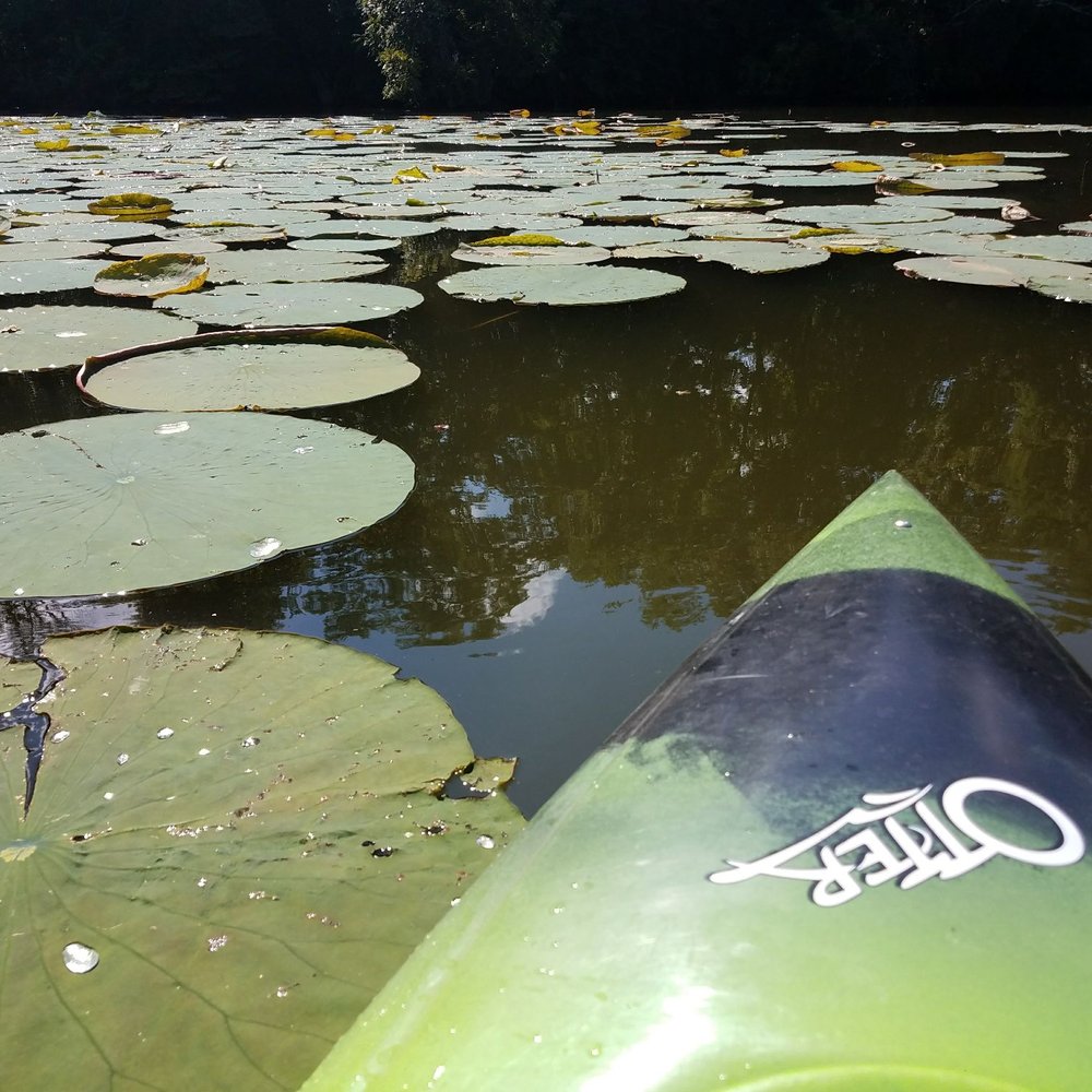 Cowan Lake State Park - Lilly pads. - Boating Near Me - Wilmington, Ohio