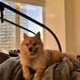 Photo of Groomit